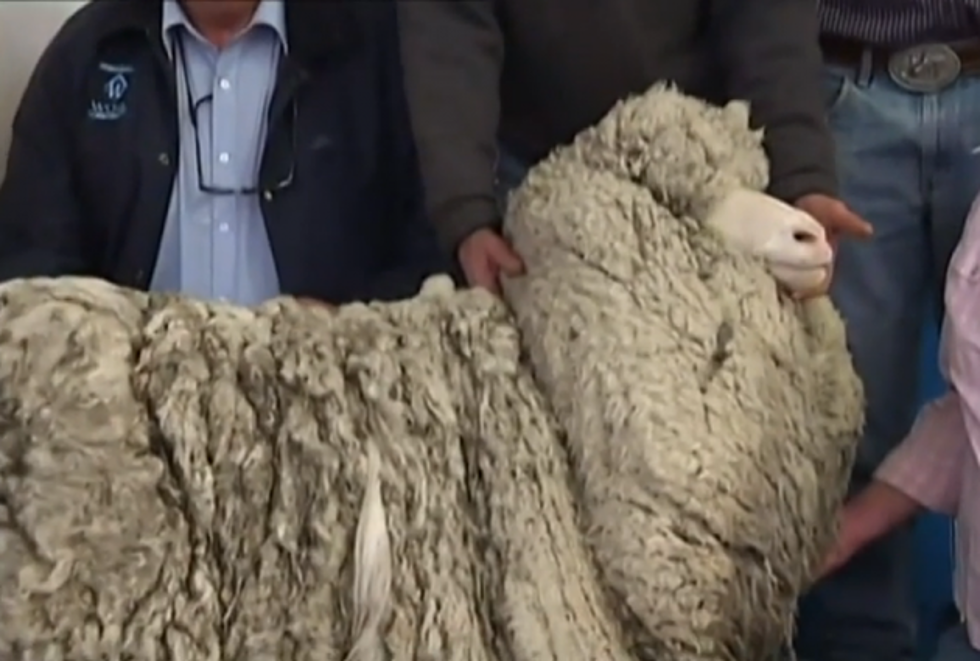 Sheep Gets Sheared, Loses 52 Pounds! [Video]