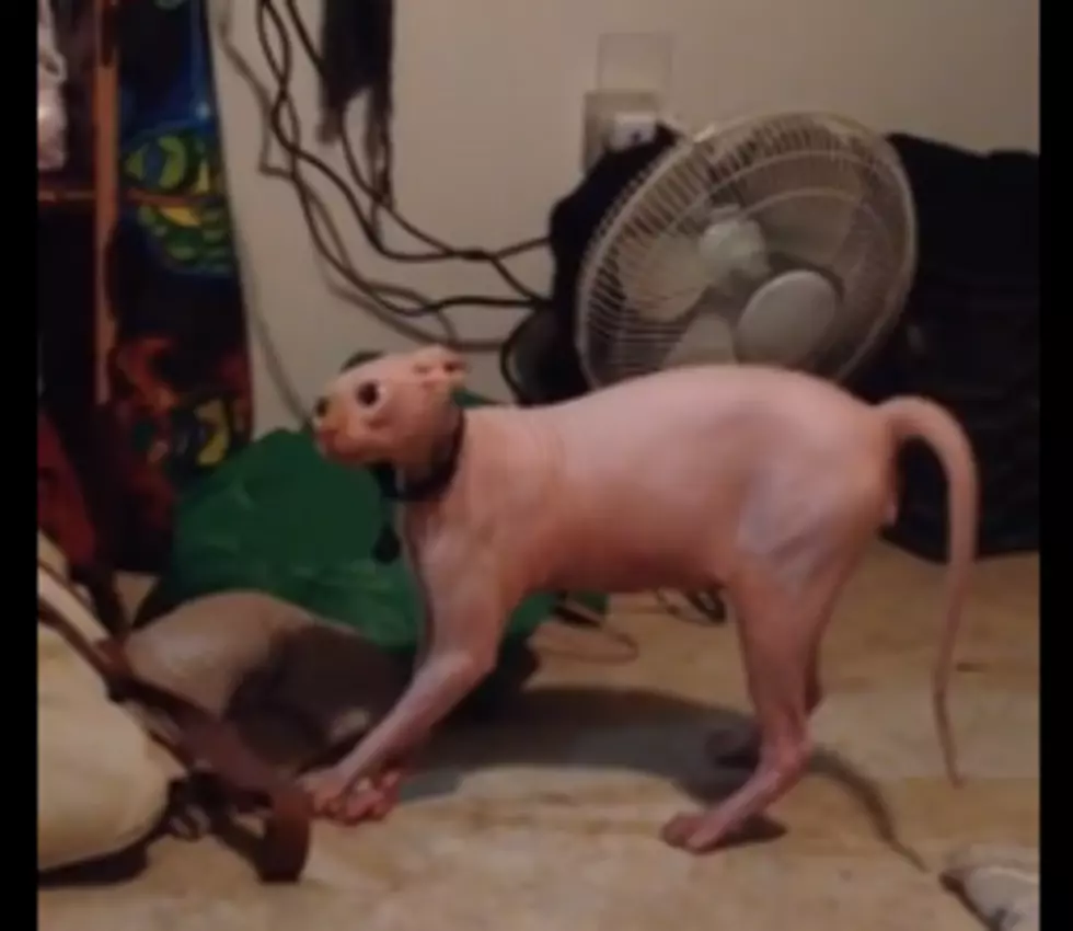Hairless Cat Reacts To A Man Wearing A Werewolf Mask At Halloween, Talk About Funny [VIDEO]