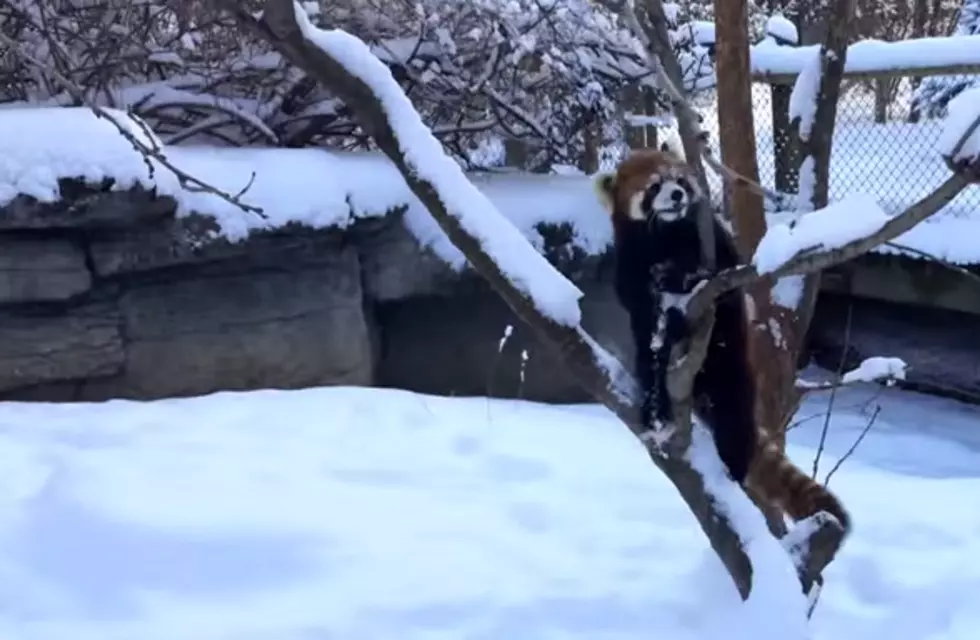Watch Red Pandas Enjoying the Snow [Video]