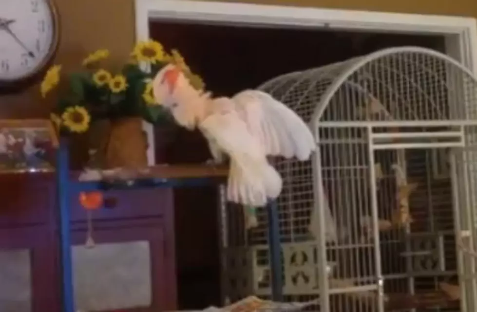 Peaches The Cockatoo Imitates A Couple Arguing Who Divorced [HILARIOUS VIDEO]