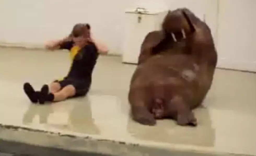 A Walrus Doing Sit – Ups, Push – Ups, A Complete Workout…A WALRUS!  [AMAZING VIDEO]