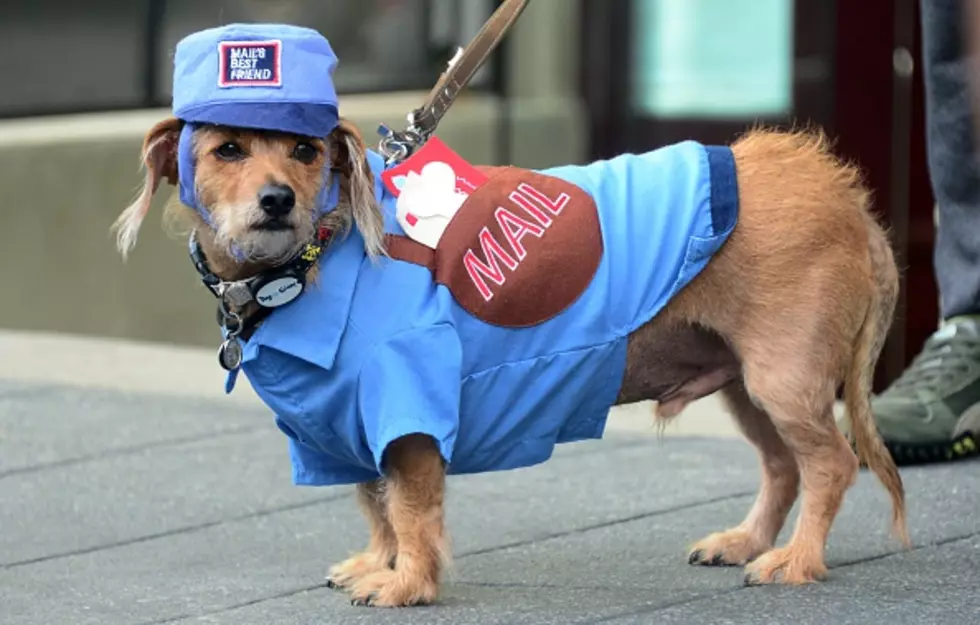 The Five Most Popular Halloween Pet Costumes This Year