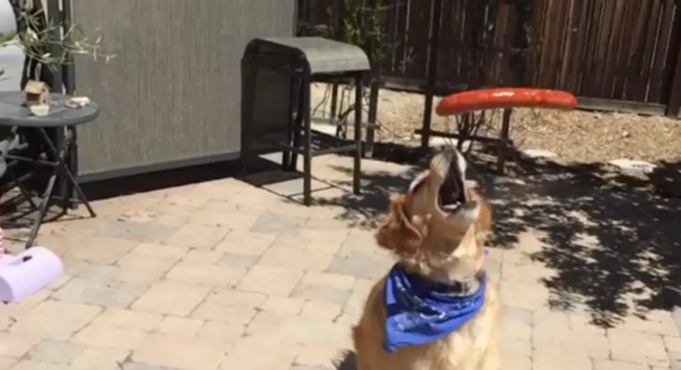 Frustrated Dog Can&#8217;t Catch! 