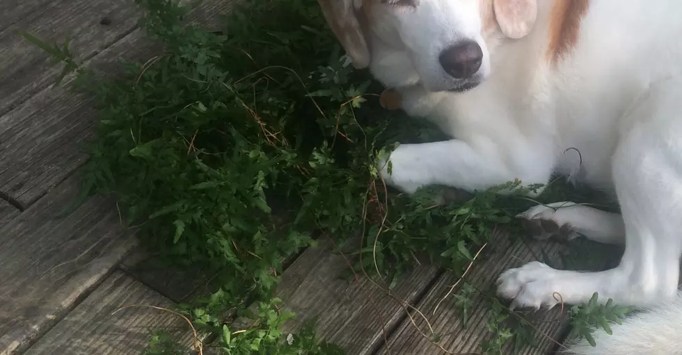 Help Me Identify This Plant That Made My Dog High