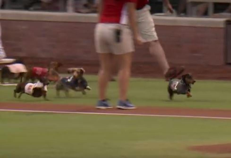 Weiner Dog Breaks Free During Race at Baseball Game, Has Time of His Life [VIDEO]