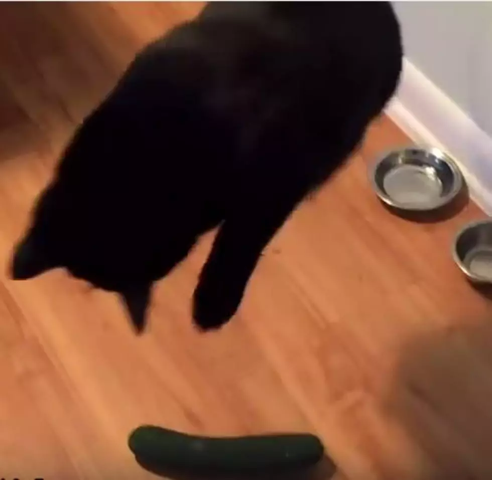 Cats Vs. Cucumbers! [VIDEO]