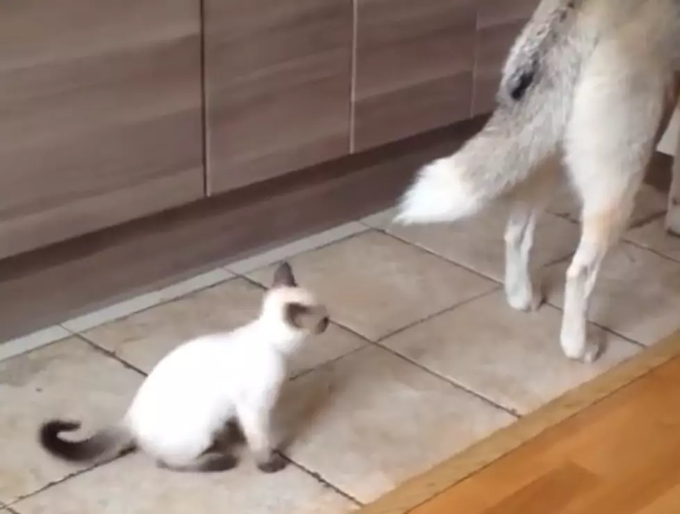 Kitten Attacks Husky [VIDEO]