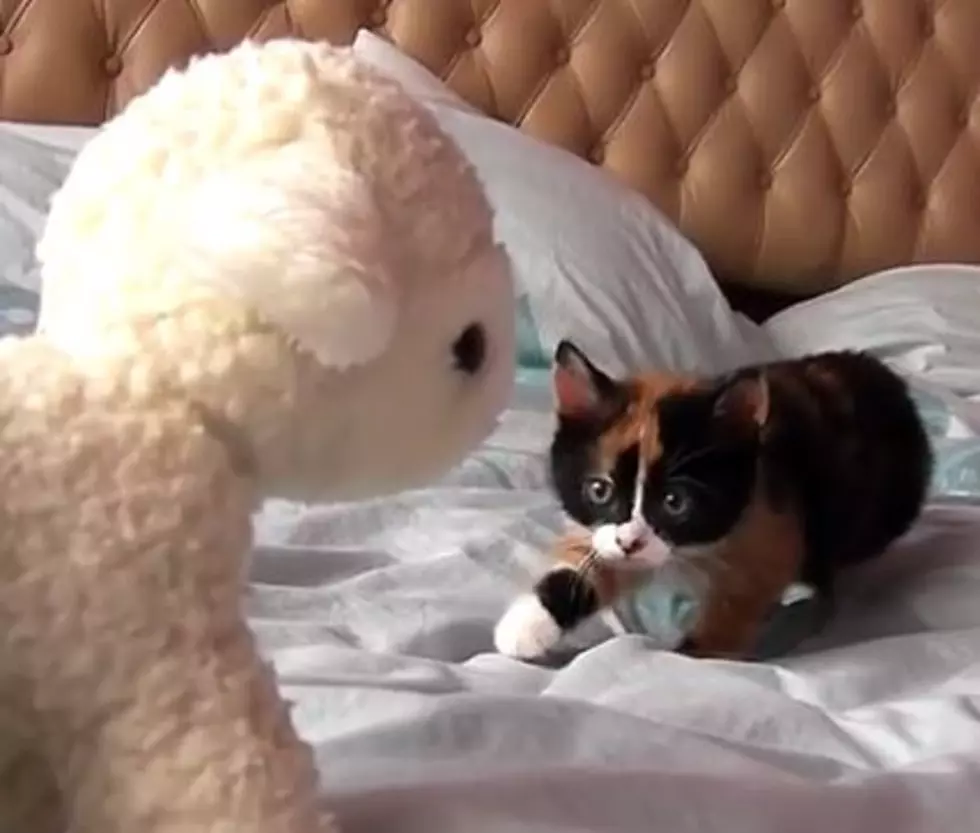 Kitten Stalks Stuffed Lamb [VIDEO]