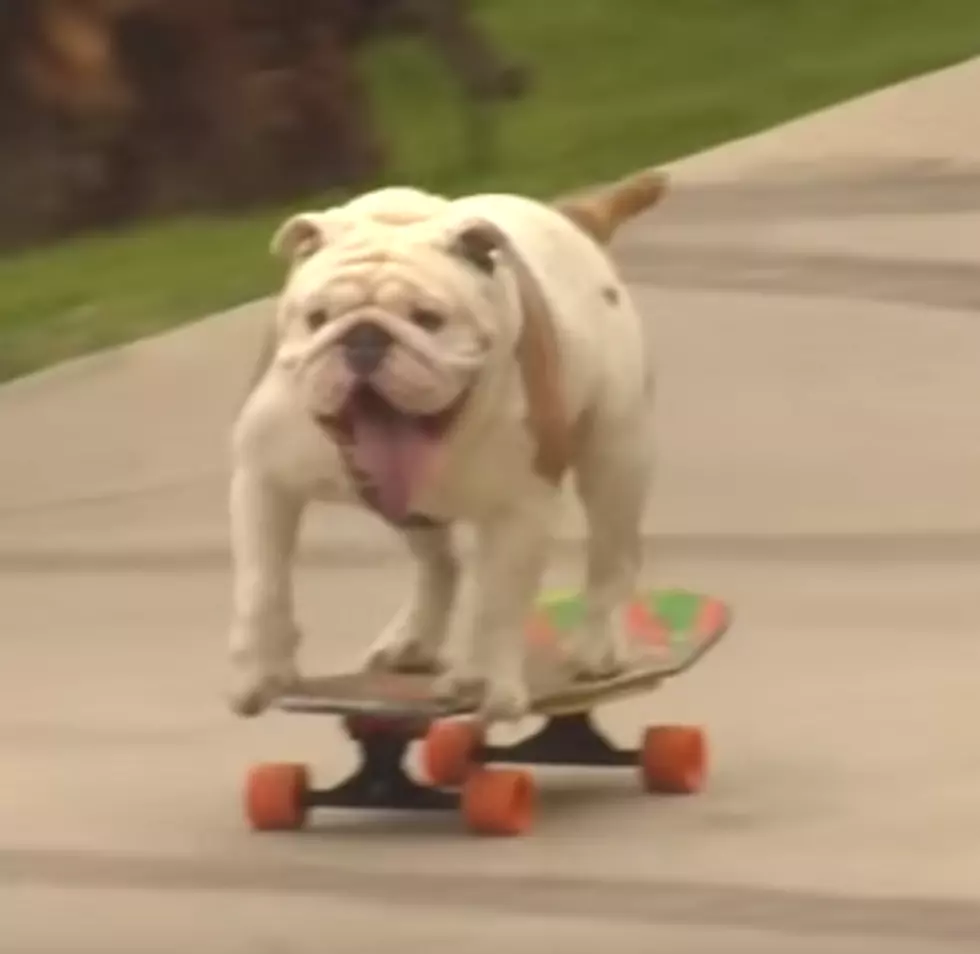 Skateboarding Bulldog