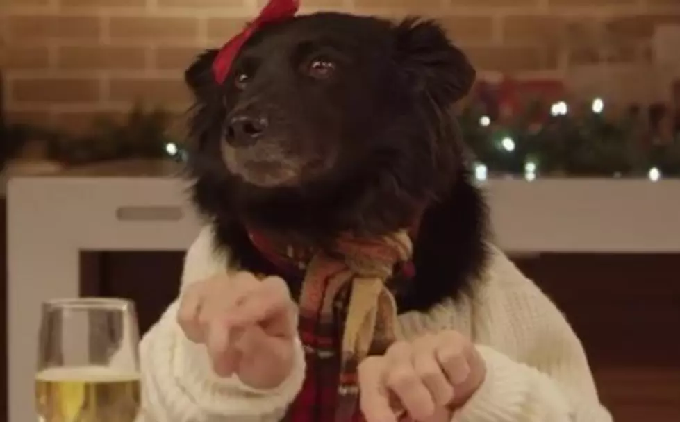Freshpet Holiday Feast, 13 Dogs, One Cat Eating Like Humans [VIDEO]