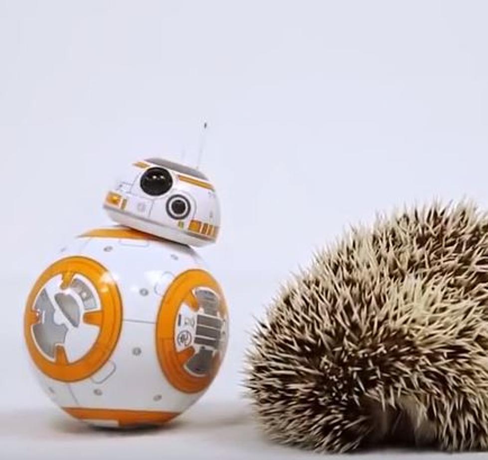 BB – 8 And This Hedgehog Are The Cutest Of Friends [VIDEO]