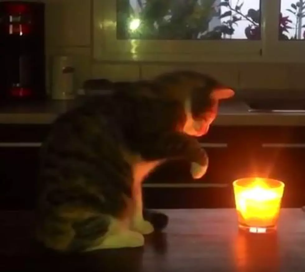 Cats Vs. Candles