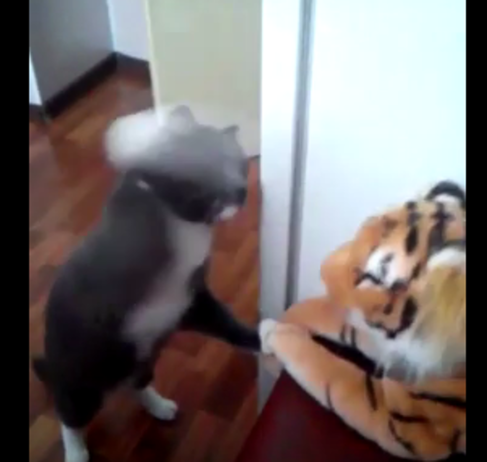 Cat Vs. Stuffed Tiger [VIDEO]