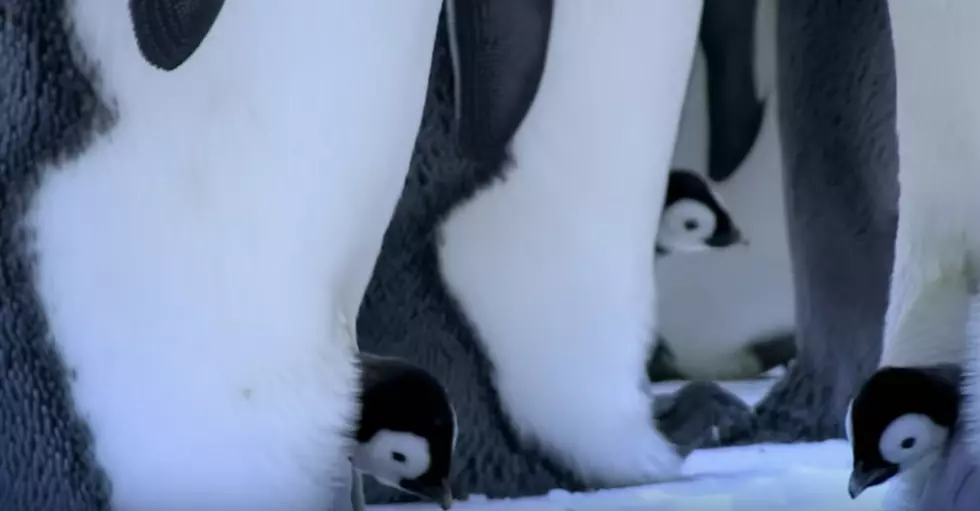 Beautiful Video Of Penguins Hatching In Antarctica [Video]