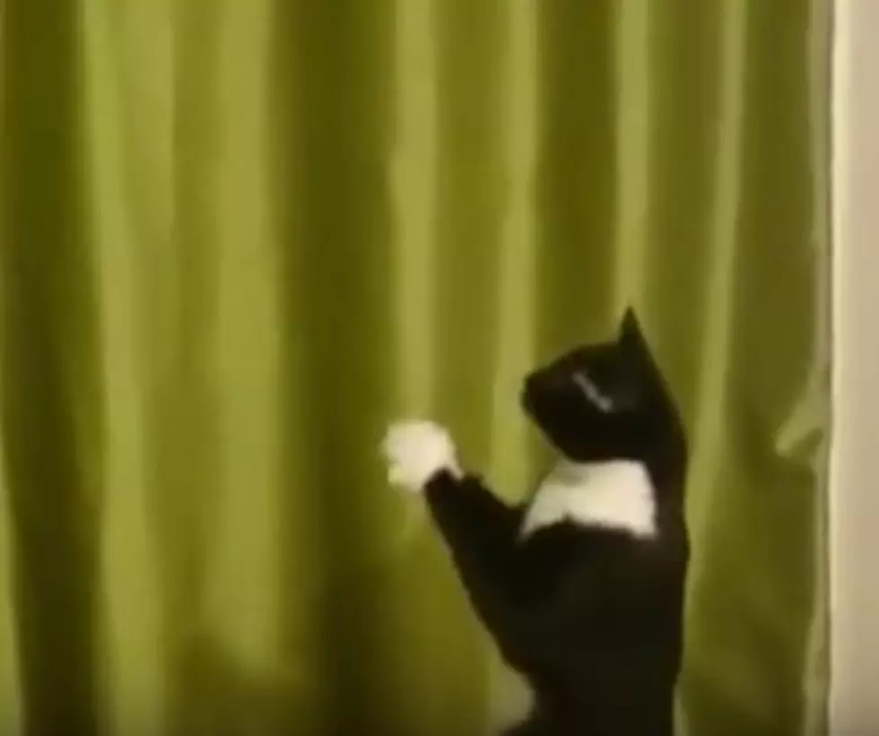 Cat Has Depth Perception Issues [VIDEO]