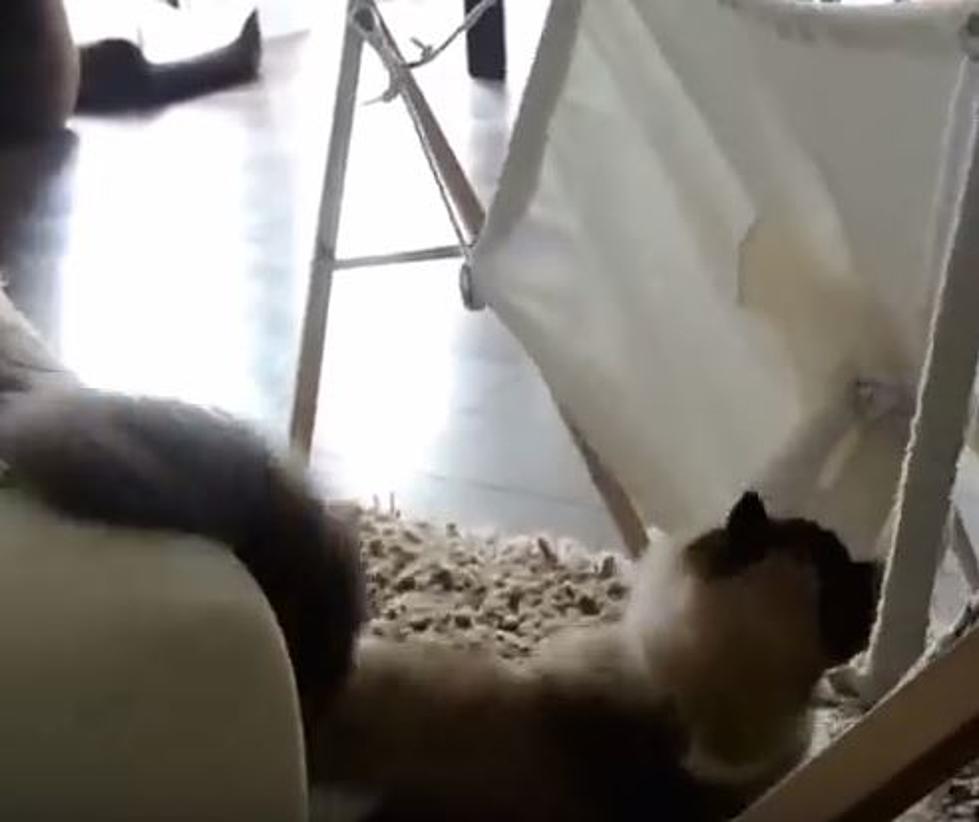 Who Wins When A Cat Fights A Hammock? [VIDEO]