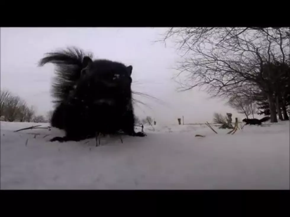 Squirrel Steals Camera While Recording, And The Footage Is Awesome! [VIDEO]