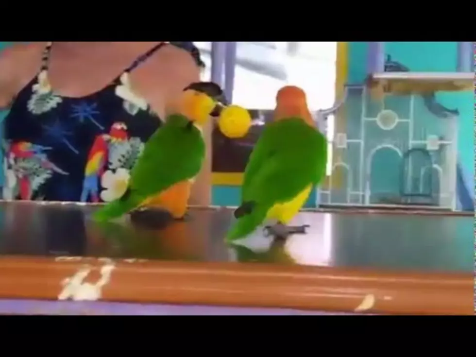 Watch Parrots Play Basketball! [VIDEO]