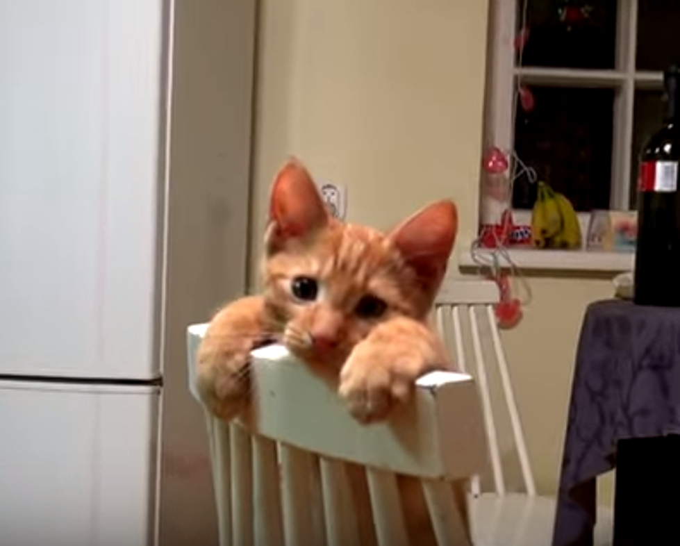 Kitten Falls Off Chair While Trying To Look Tough
