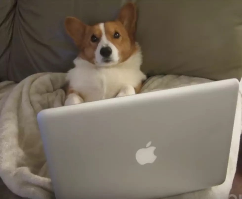 Lonely This Valentine’s Day? This Corgi Is, Too [VIDEO]