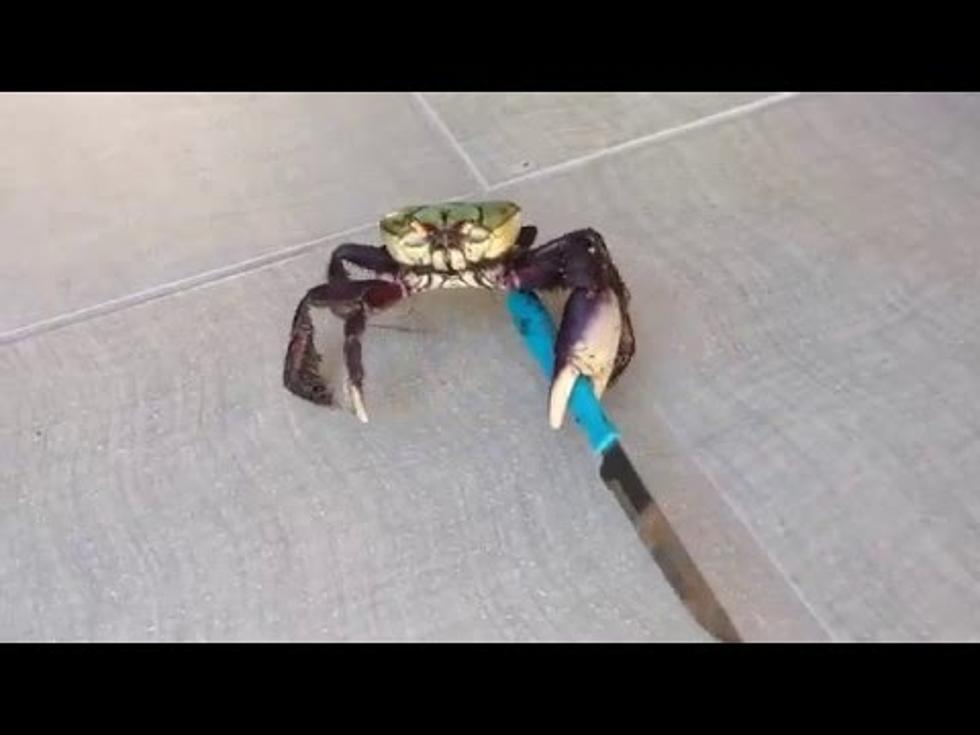 Think Twice Before You Boil Crabs Again [VIDEO]