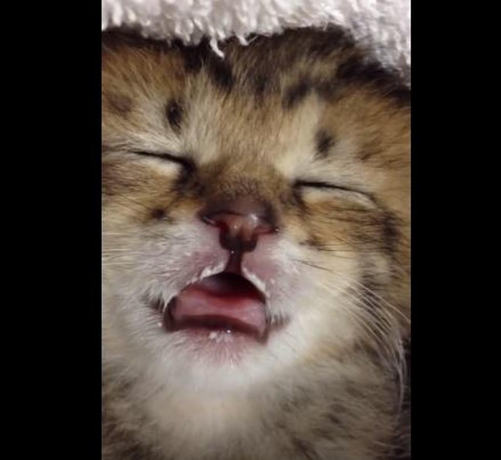 What Do Kittens Dream Of? [VIDEO]
