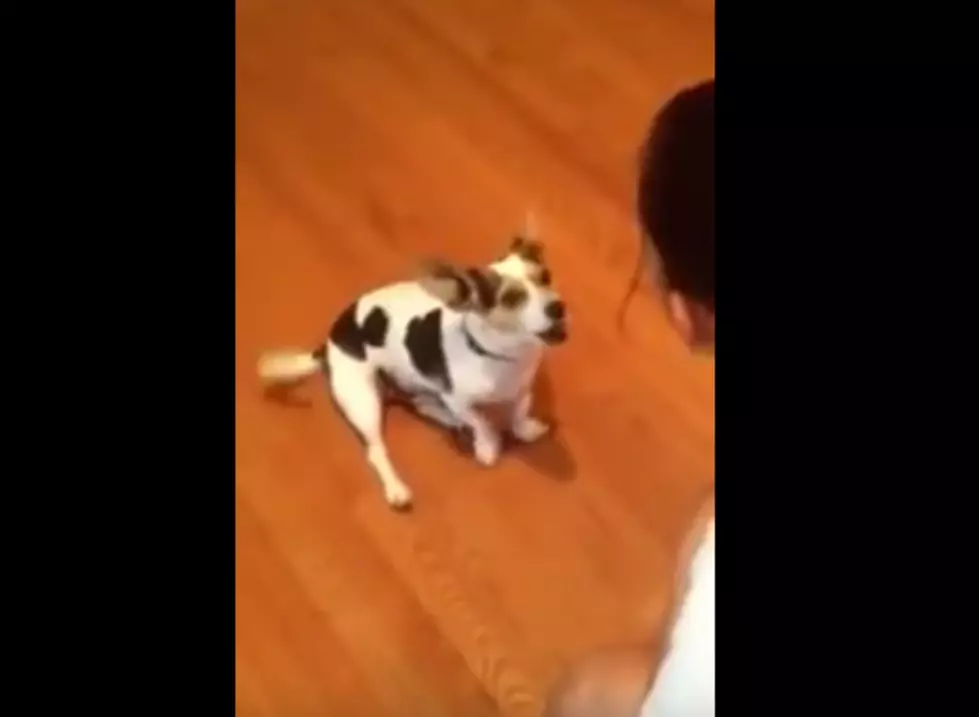 Dog Meows Like Cat 