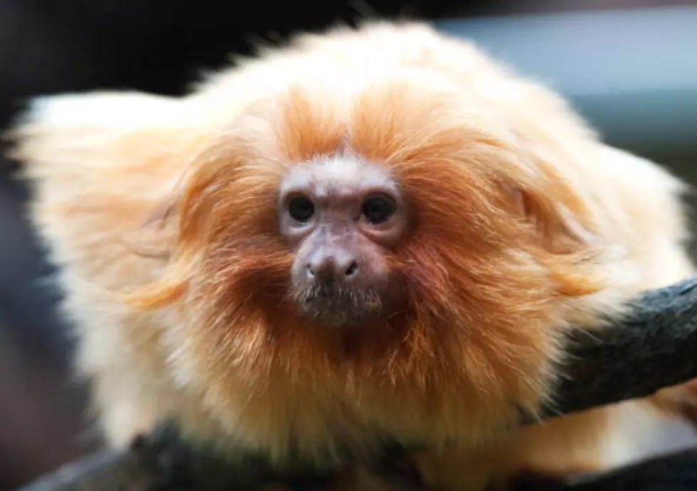 Endangered Baby Monkey Born In Baton Rouge