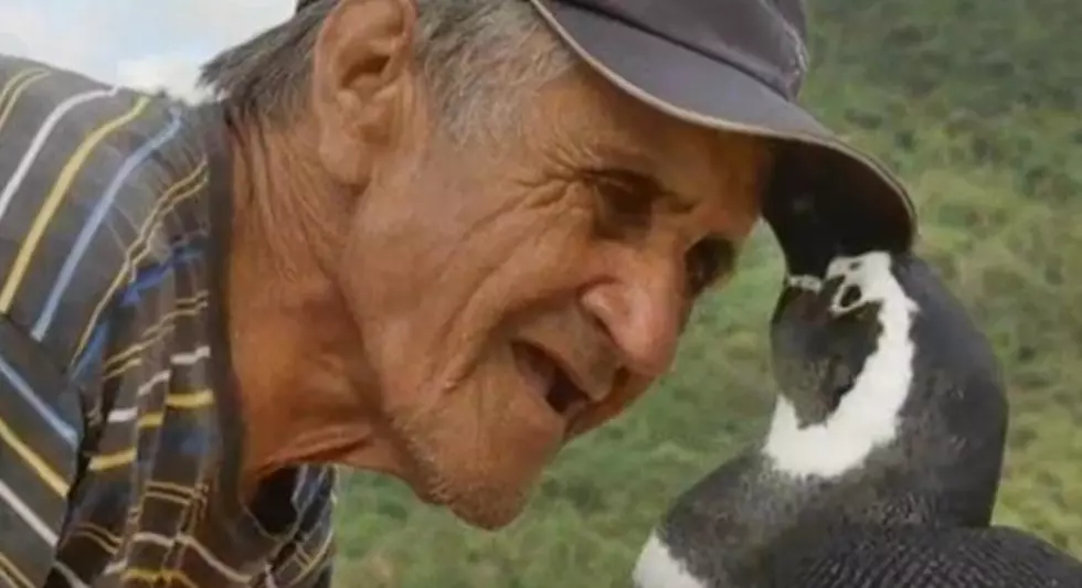 Penguin Travels Thousands Of Miles To Visit Human Friend [Video]