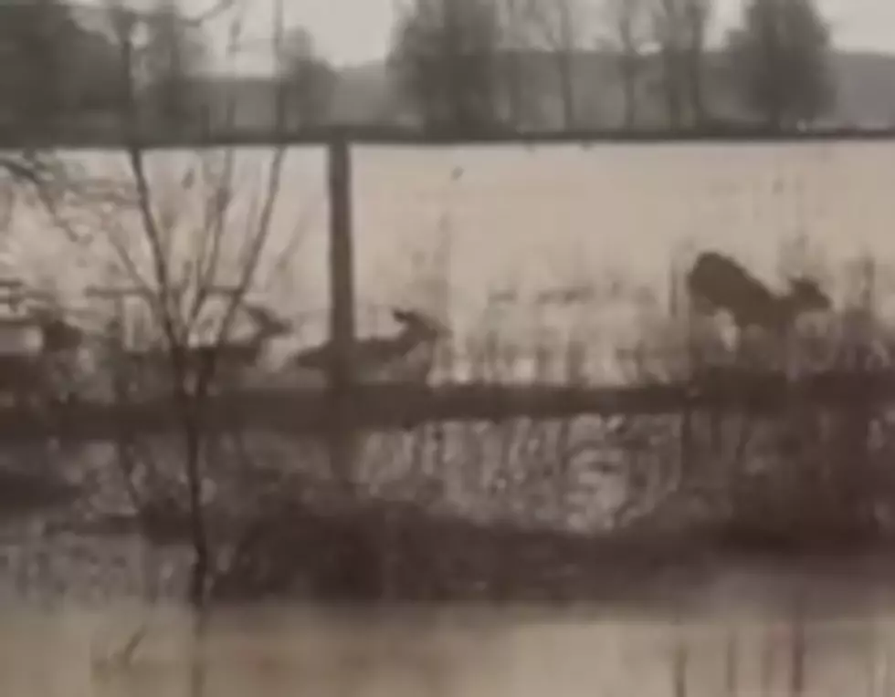 Incredible Video of Deer Escaping Rising Flood Water East of Rayville, Louisiana