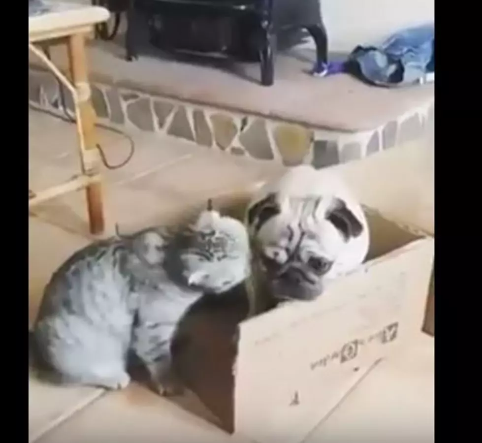 Evil Cat Bullies Adorable Pug [VIDEO]