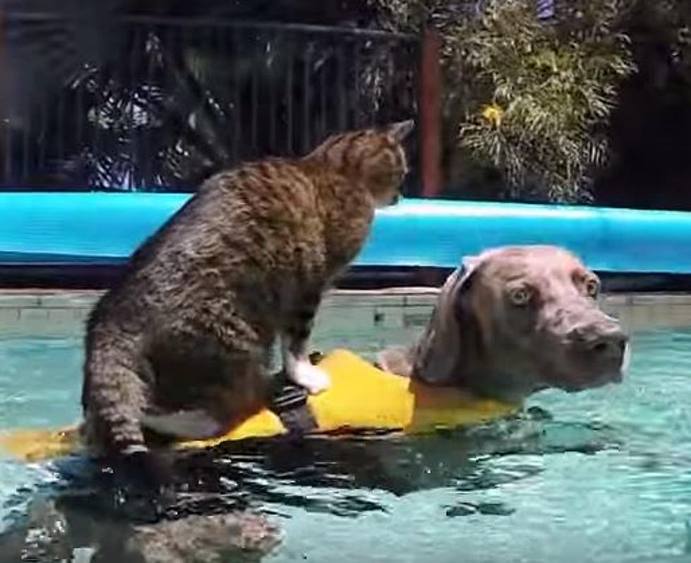 Cats Bent On World Conquest, Forcing Dogs To Carry Them Over Water