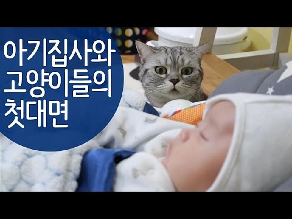 Cats Plan Attack On Human Infant [VIDEO]