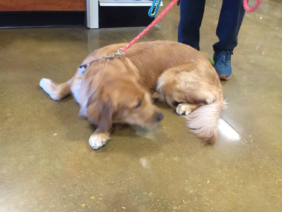 Behind-The-Scenes Look At PetSmart [VIDEO]