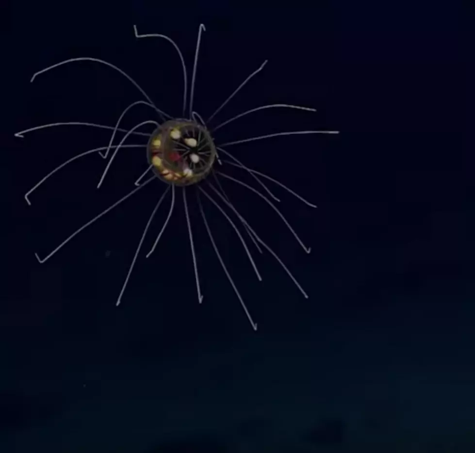 Eerie Jellyfish Discovered [VIDEO]