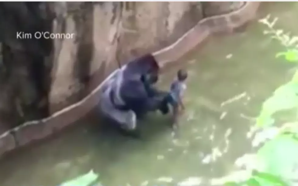 Boy Faces Gorilla In Zoo