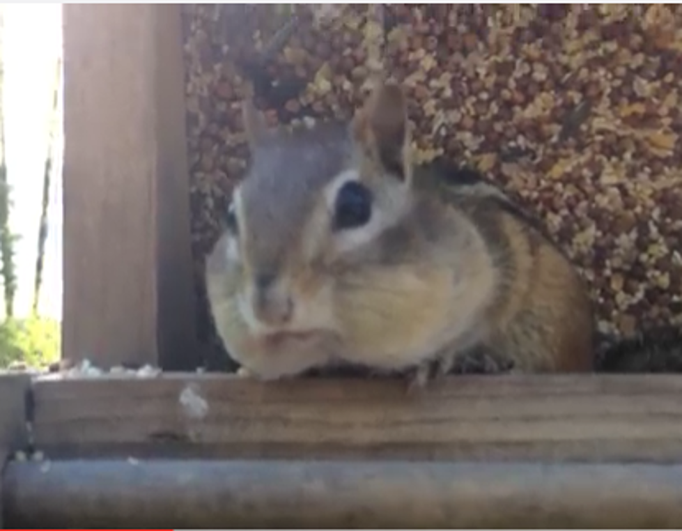 What Will This Chipmunk Thief Do When He Gets Caught?