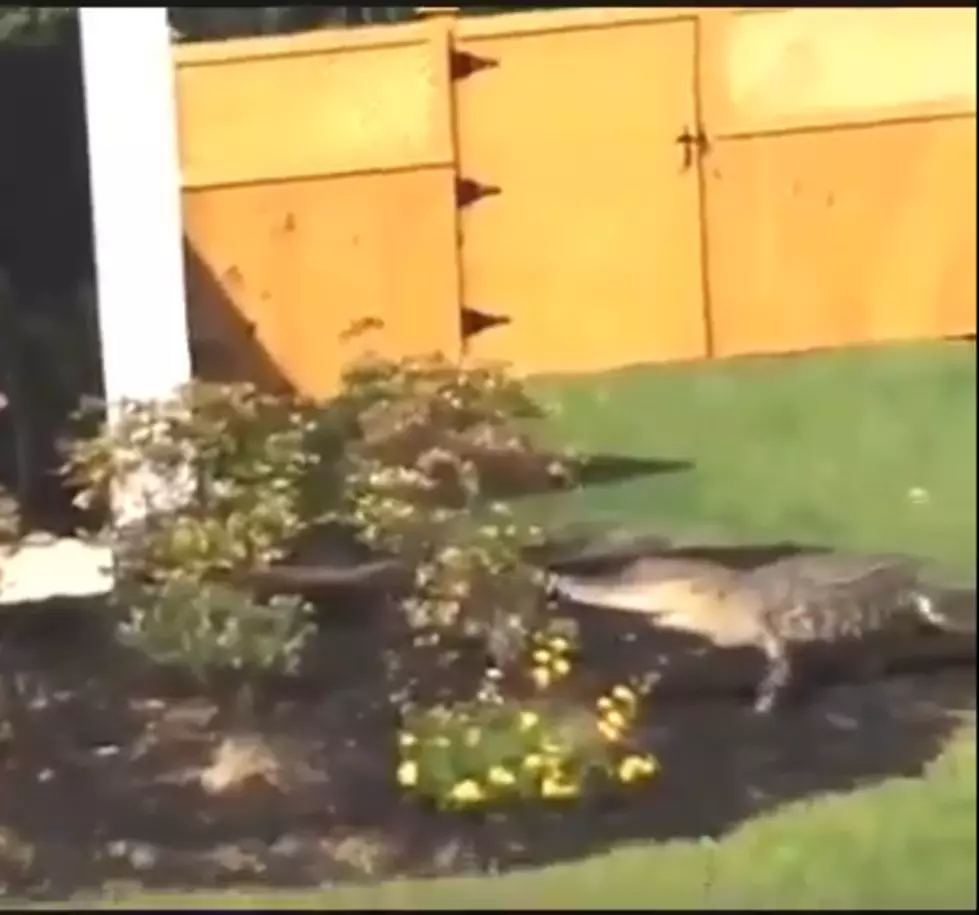 Alligator Tries To Ring Doorbell [VIDEO]