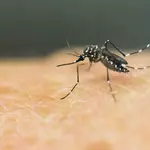 Expectant Mothers In Louisiana Should Beware Zika Virus