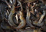 81st Louisiana Shrimp &#038; Petroleum Festival