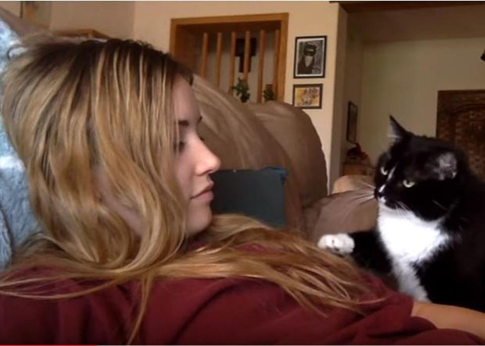 Disturbing Footage Of Cat – Trained Human [VIDEO]