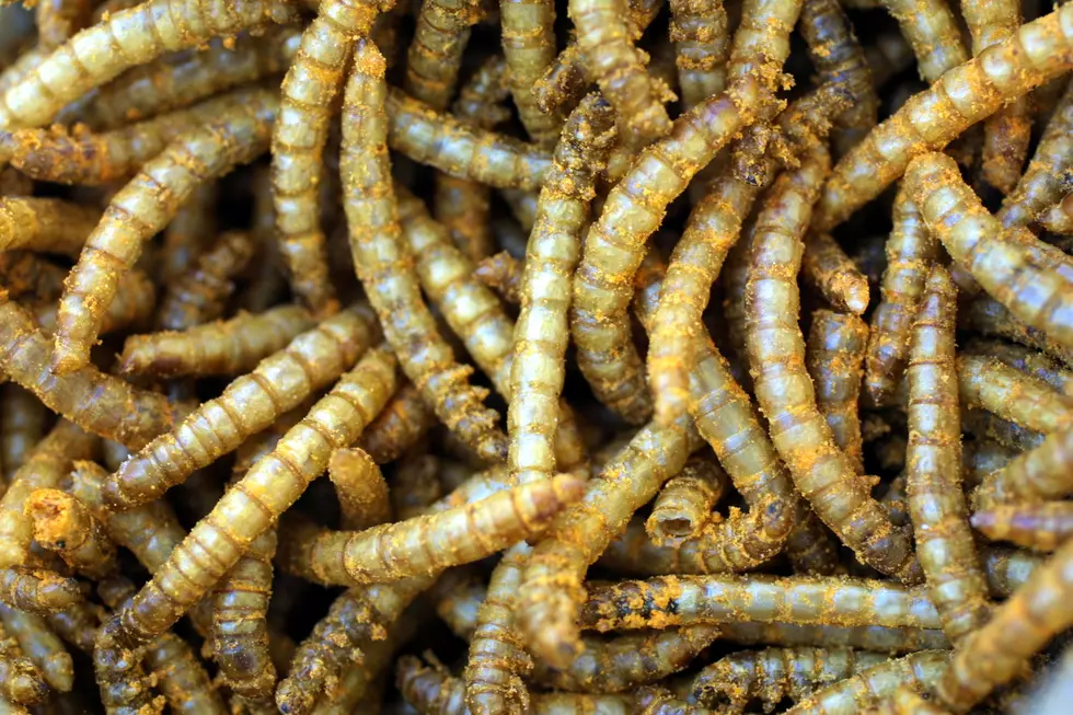 How Do I Get Rid Of Maggots?