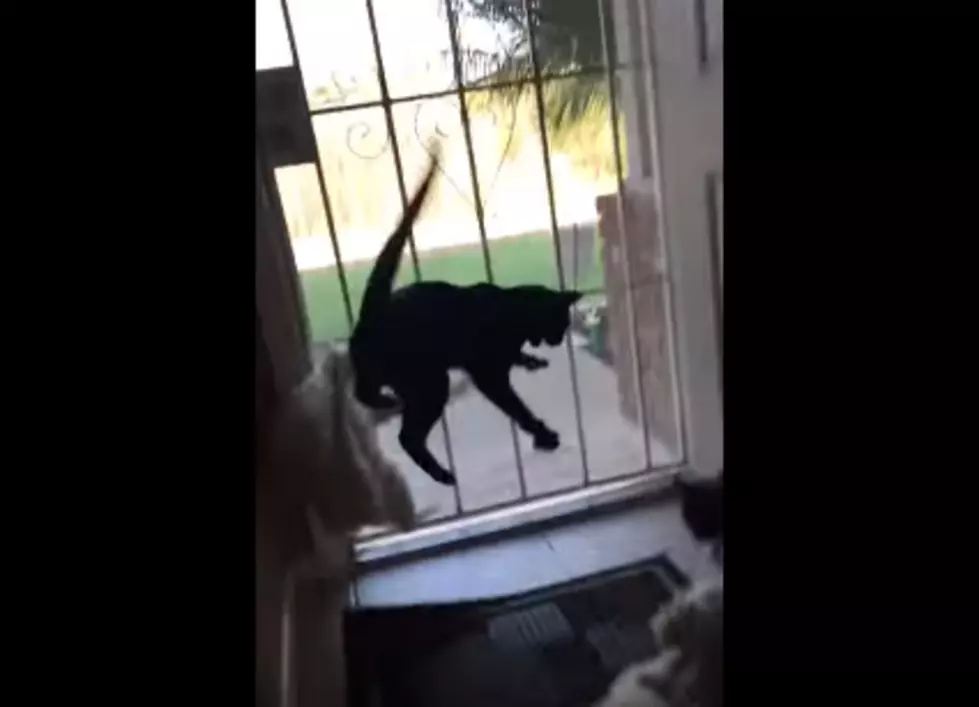 Dog Scares Bird – Watching Cats [VIDEO]