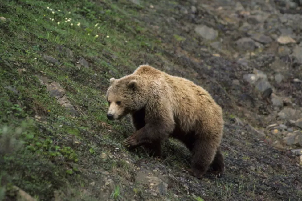 Man Survives Two Bear Attacks In One Day [NOTE CONTENT]
