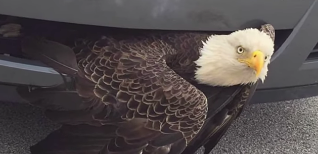 Bald Eagle Survives Hurricane Matthew And Being Hit By Car [Video]