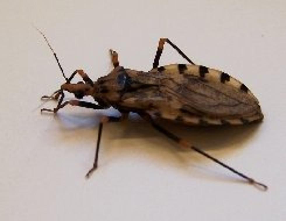 Beware This Bug