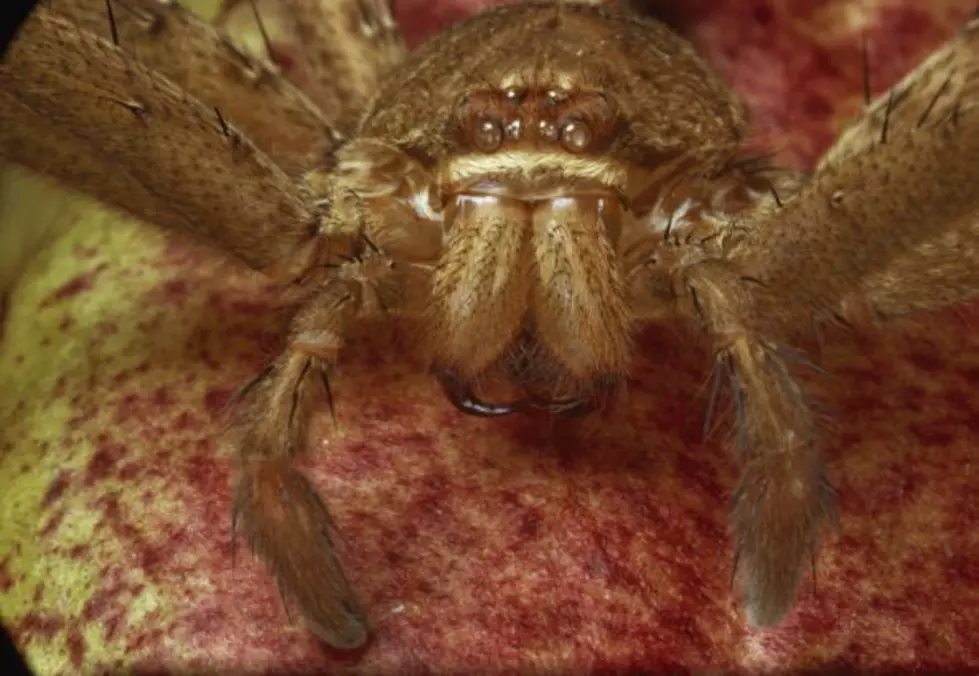 Giant Australian Spider Is Scariest Thing On The Internet This Week