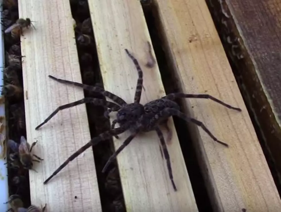 Honeybees Don&#8217;t Take Kindly To Spider Attack [VIDEO]