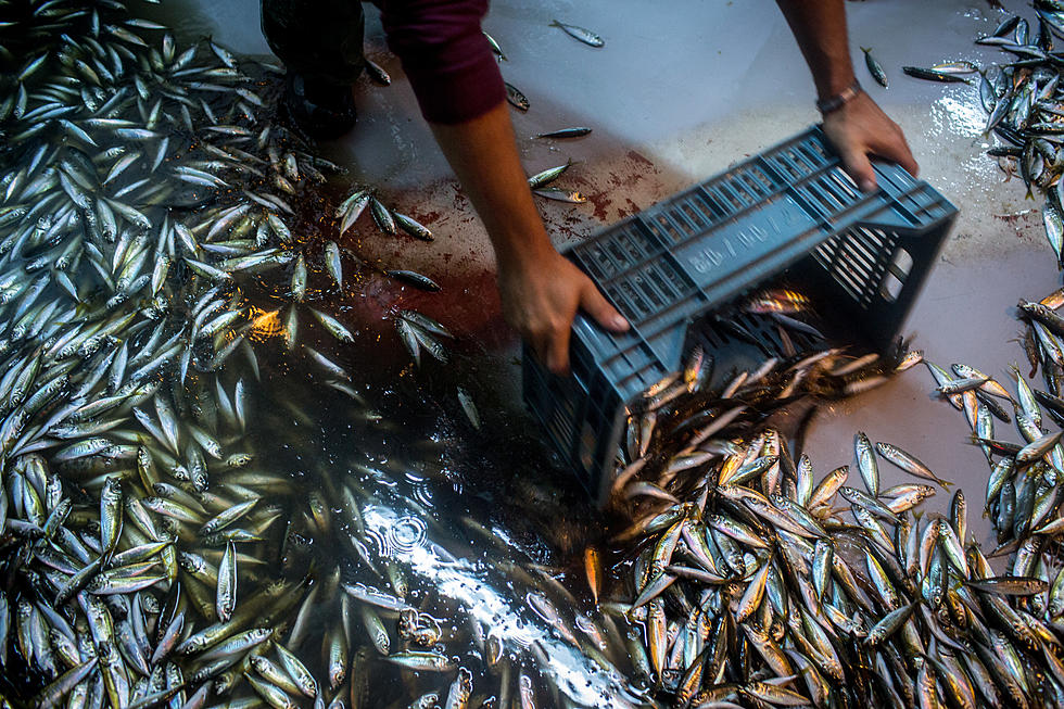 Louisiana’s Mackerel Season Ending