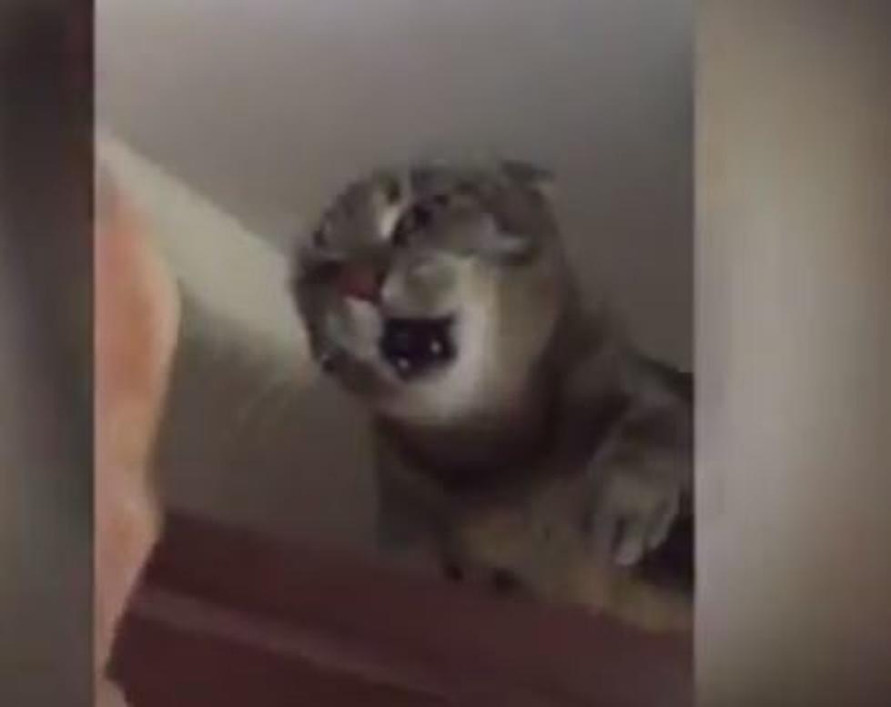 Demonic Cat Reveals True Face When Challenged [VIDEO]